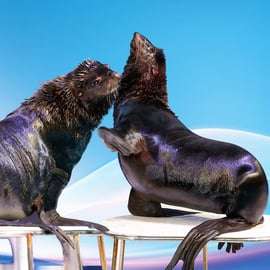 Dubaj: Dubai Dolphinarium Dolphin, Seal & Bird Show Bilety
