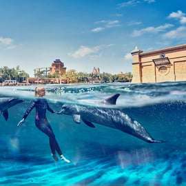 Dubaj: Pływaj z delfinami w parku wodnym Atlantis