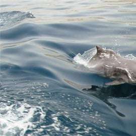 Musandam Khasab Full-Day Cruise with Transfers & Lunch