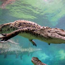 Dubai Crocodile Park Entry Ticket