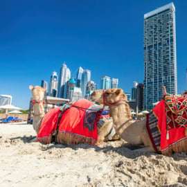 Dubaj: przejażdżka na wielbłądzie z przewodnikiem po plaży JBR z widokiem na panoramę
