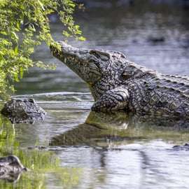 Dubai Crocodile Park Entry Ticket