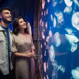 Dubaj: Bilet do akwarium i podwodnego zoo oraz Penguin Cove