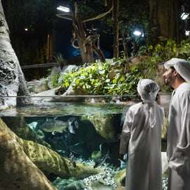 Dubaj: Bilet do akwarium i podwodnego zoo oraz Penguin Cove