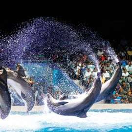 Dubaj: Dubai Dolphinarium Dolphin, Seal & Bird Show Bilety