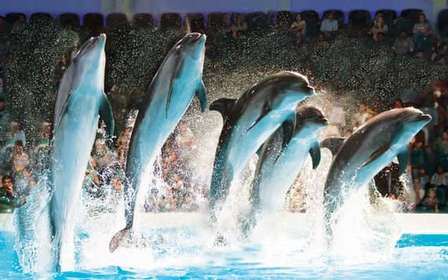 Dubaj: Dubai Dolphinarium Dolphin, Seal & Bird Show Bilety