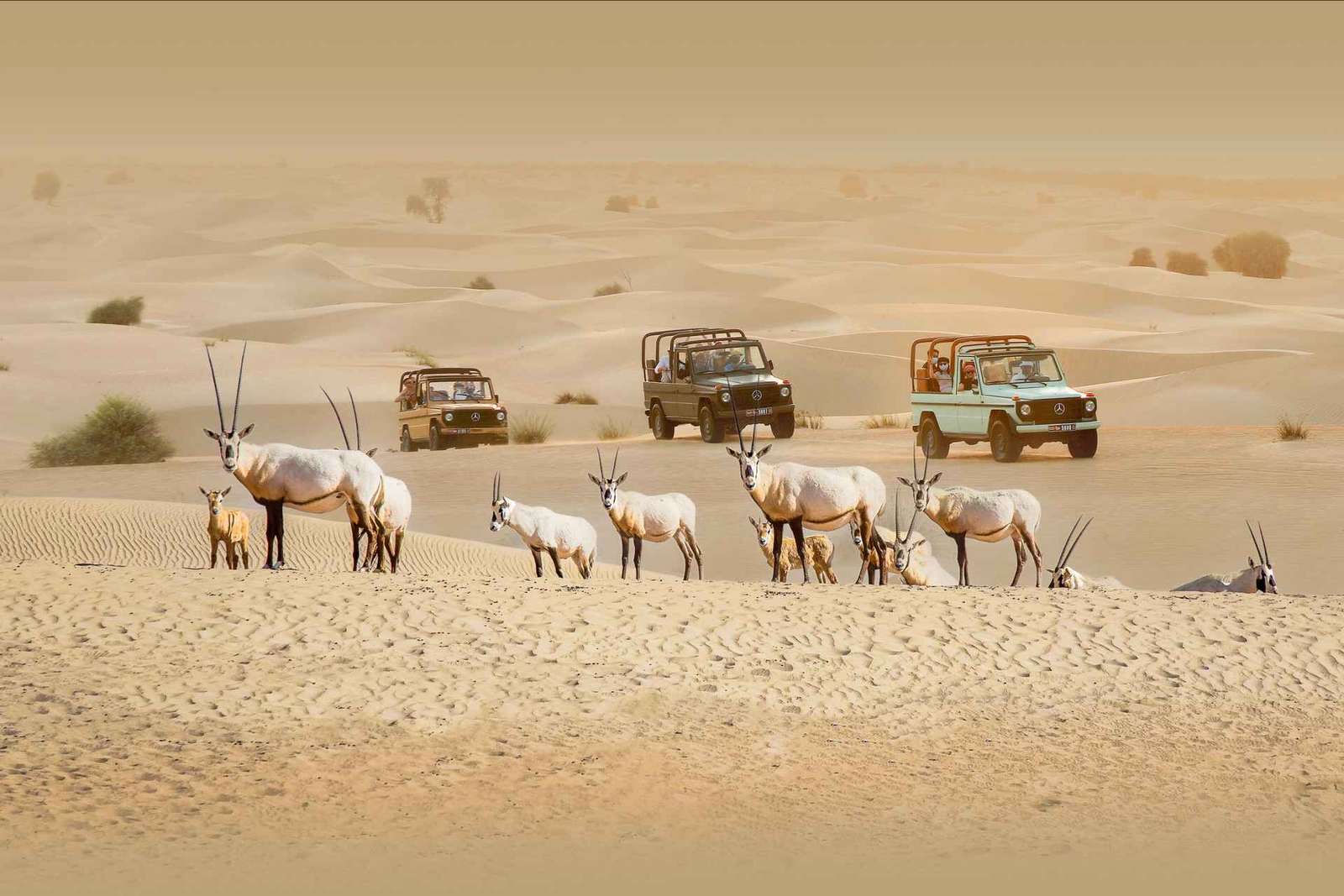 Dubaj: Safari dziedzictwa, przejażdżka na wielbłądzie i kolacja w Al Marmoom Oasis