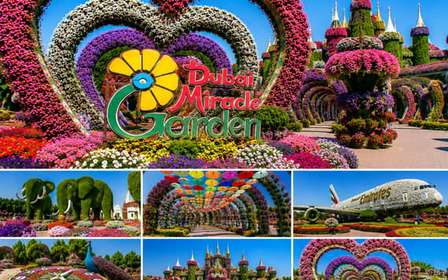 Dubaj: Bilety do Miracle Garden z transportem w obie strony