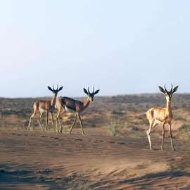 Dubaj: Safari w zabytkowym Land Roverze z kolacją