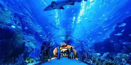Dubajskie Akwarium i Podwodne Zoo