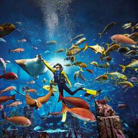 Dubaj: Nurkowanie w akwarium Atlantis w Zaginionych Komnatach