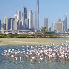Dubai: Family Friendly Desert Tour with Flamingo Sanctuary