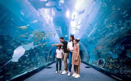 Dubaj: Bilet do akwarium i podwodnego zoo oraz Penguin Cove