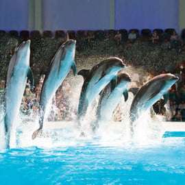 Dubaj: Dubai Dolphinarium Dolphin, Seal & Bird Show Bilety