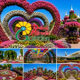 Dubai: Miracle Garden Tickets with Round-trip Transfer
