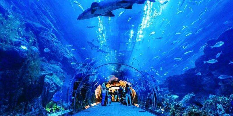 Dubajskie Akwarium i Podwodne Zoo