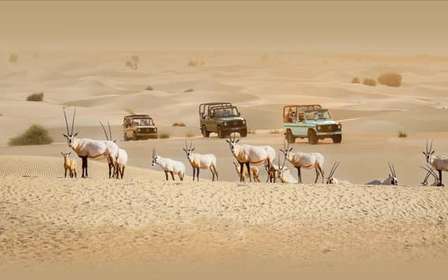 Dubaj: Safari dziedzictwa, przejażdżka na wielbłądzie i kolacja w Al Marmoom Oasis
