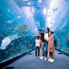 Dubaj: Bilet do akwarium i podwodnego zoo oraz Penguin Cove