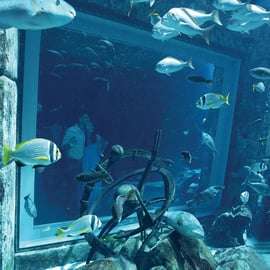 Dubaj: Nurkowanie w akwarium Atlantis w Zaginionych Komnatach