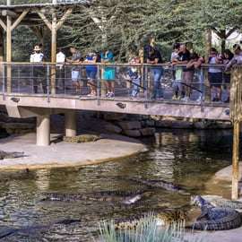 Dubai Crocodile Park Entry Ticket