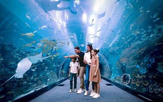 Dubaj: Bilet do akwarium i podwodnego zoo oraz Penguin Cove