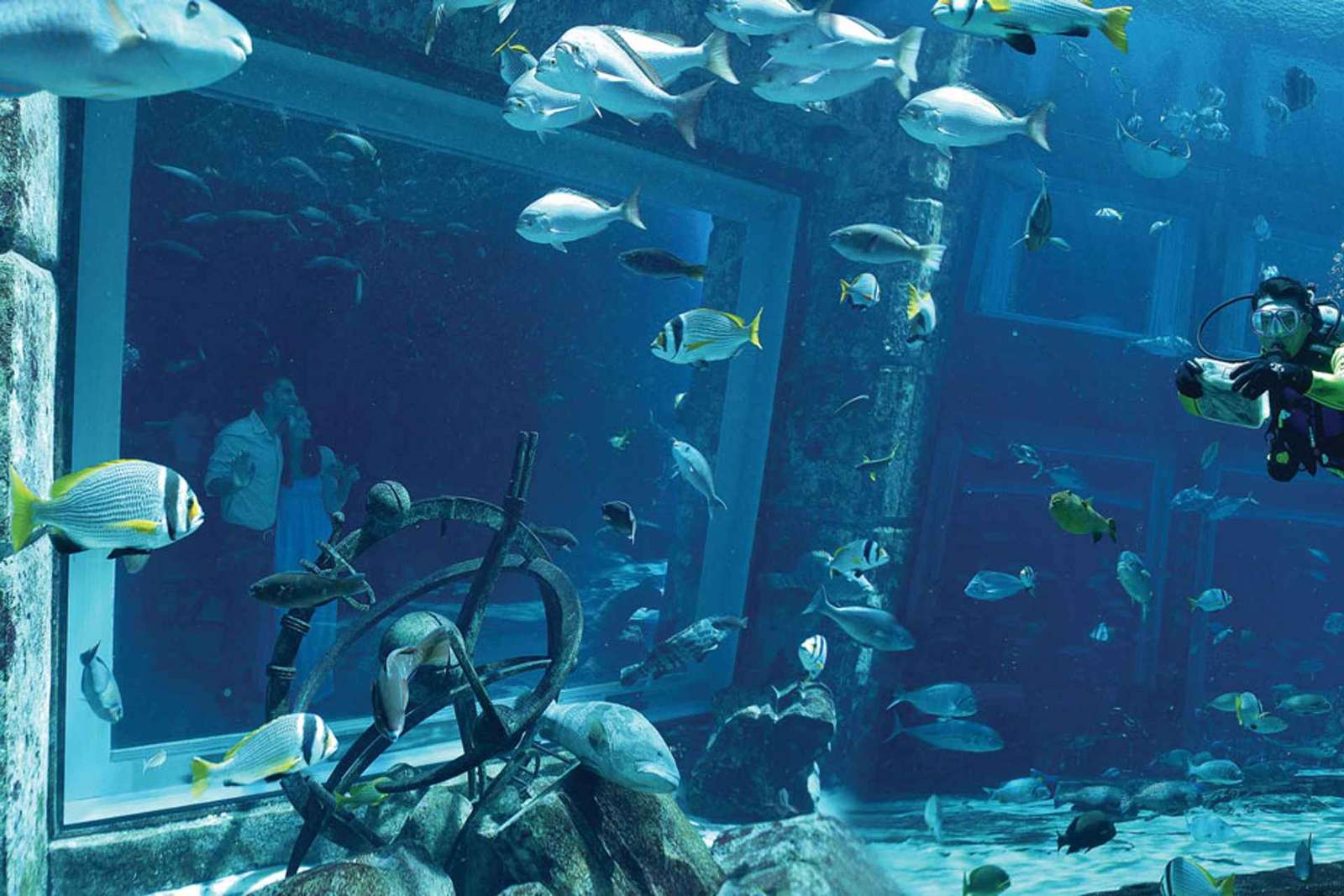 Dubaj: Nurkowanie w akwarium Atlantis w Zaginionych Komnatach