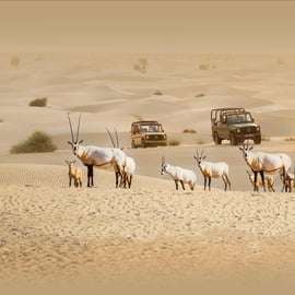 Dubaj: Safari dziedzictwa, przejażdżka na wielbłądzie i kolacja w Al Marmoom Oasis