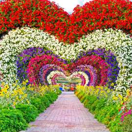 Dubai: Miracle Garden Tickets with Round-trip Transfer